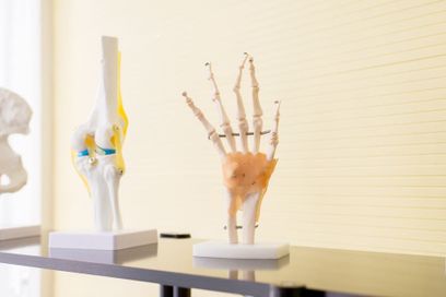 esqueleto de la mano y la rodilla